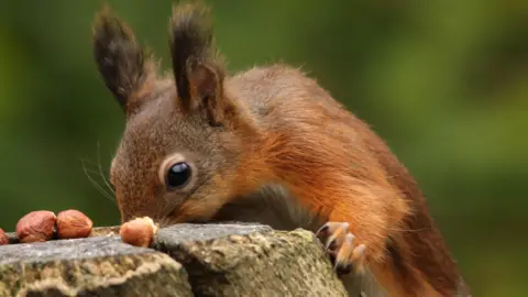 rob L A close up of a red squirrel with its front paws up on a tree stump with three small, brown nuts on top. Its ears on standing up on top of its head.