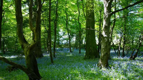 Manxscenes Ballaglass Glen in Maughold