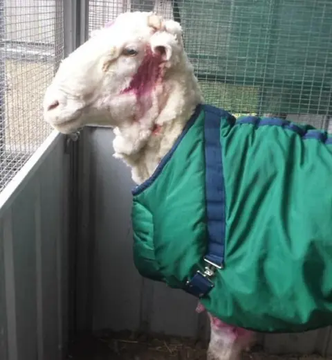 RSPCA Australian sheep Chris after his haircut with pink antiseptic stains around his face