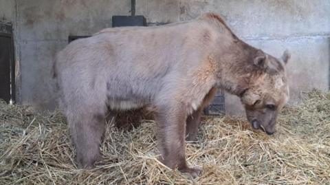 Misha the brown bear after being rescued in Armenia