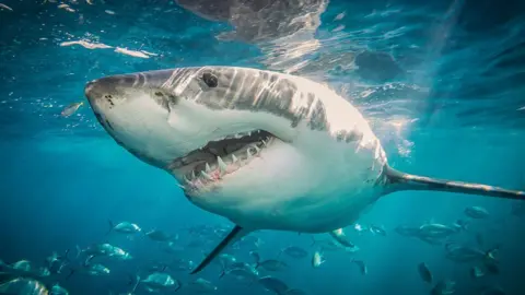 Getty Images Great white