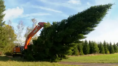 The tree being cut down in Shirley