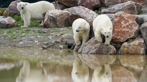PA Media Polar bear cubs at Peak wildlife park