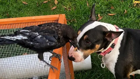 A black crow sits on top of a hutch with an insect in its beak. A brown and white bull terrier dog stands below looking at the crow.