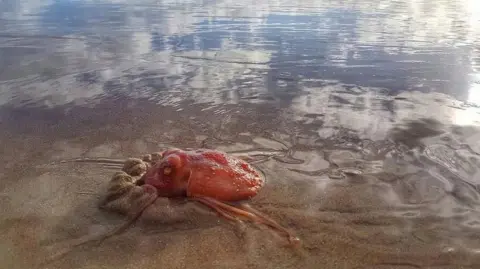 Gareth Davies An orange octopus is partially covered by sand as shallow water sits around it. The sunshine reflecting off the water can be seen in the background.