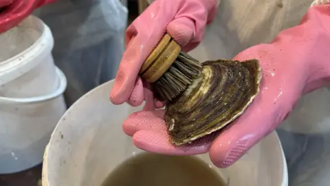 George Carden/BBC A person scrubbing an oyster with a brush and wearing washing up gloves