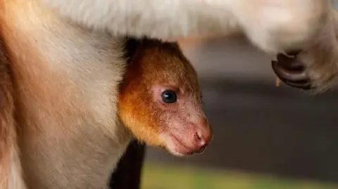 The Goodfellow's tree kangaroo joey has an orange fur face and is poking its head out of its mother's pouch