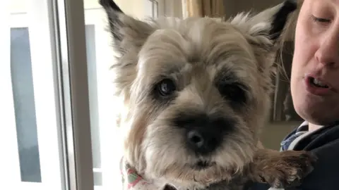 Marti Everett Cairn terrier