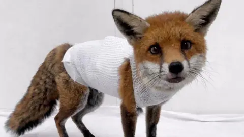A fox cub with a large white dressing covering most of its body and around its neck. It is looking directly ahead with pricked ears and standing on a white sheet.