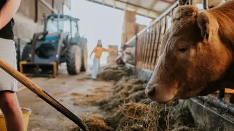A shot of a farm building with a cow putting its head through bars while a worker uses a pitchfork to pass it hay. In the background there is a tractor, bales of straw and a woman wearing jeans and a top.