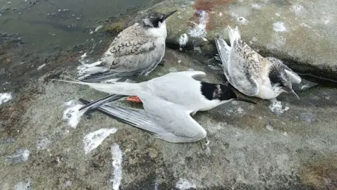 RSPB A dying Roseate tern with its chicks