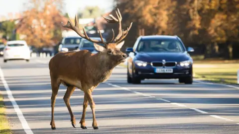 Getty Images Deer and a car