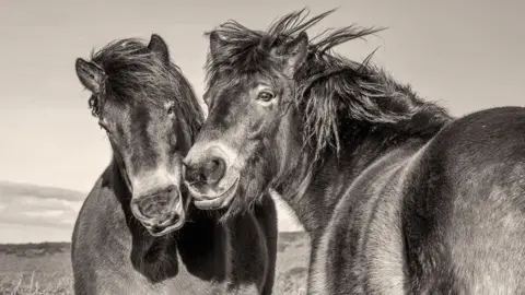 Exmoor Commons/Shaun Davey Playful Exmoor Ponies pose for a portrait on Bossington Hill
