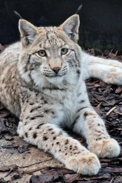 RZSS The wild cat is lying in a relaxed 