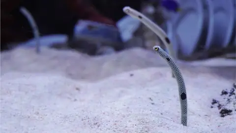 Getty Images Garden eels pop out of sand