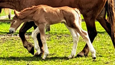 Samantha Molloy Foal Dazzling King Charles