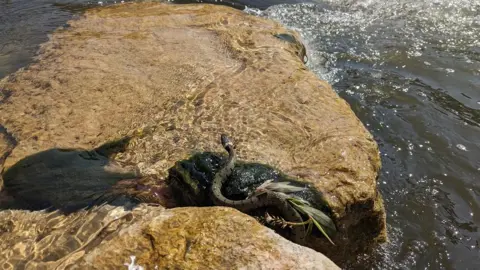 River Thame Conservation Trust A grass snake using the newly placed boulders to move up the brook