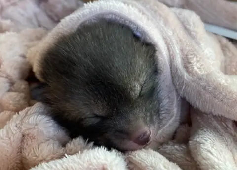 RSPCA Fox cub