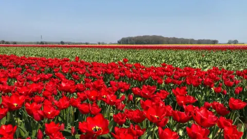 BBC/Martin Barber Field of red tulips in west Norfolk