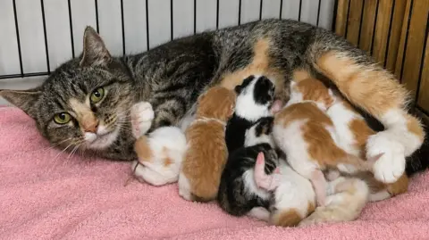 A cat weaning a litter of kittens