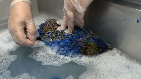 Prickly Pigs Hedgehog Rescue A hedgehog with bright blue-dyed spines lies in a stainless-steel sink filled with soapy water while two gloved hands gently wash its back. White foam surrounds the hedgehog, and patches of the animal's natural brown-and-cream spines are visible beneath the blue coloring.