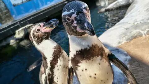 Two black, white and pink penguins at their enclosure. 