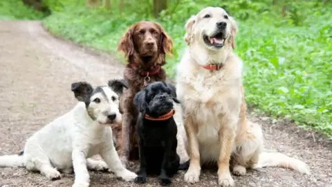 Four dogs looking happy on a path, they are varying in size and colour 