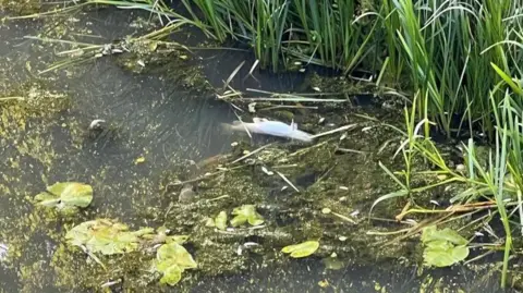 bbc A dead fish floating in the canal, surrounded by weed and grasses lining the bank