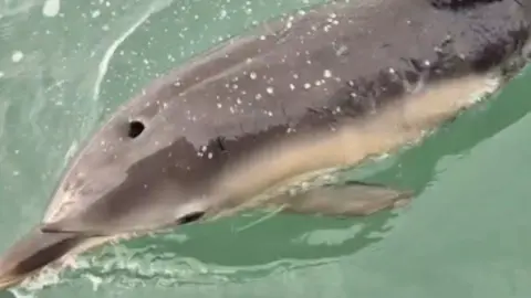 A dolphin swims in the sea.