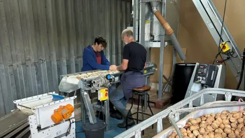 Two men sitting at a machine with walnuts on a conveyor belt. 