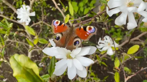 Sparrow A brown butterfly with blue eyespots rests on the branch of a bush.