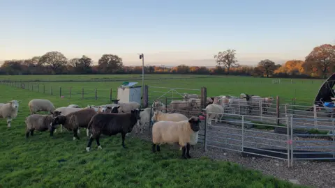 Charlotte Reynolds A mix of brown and cream coloured sheep stood outside of their shelter in the middle of a green field. 