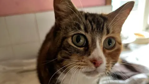 Friends of Felines A cat is looking at the camera. She has large green eyes, a white nose and bib, and brown stripes