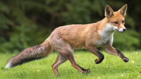 A fox in a garden (stock image)