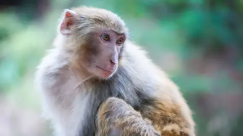 Beaufort County Sheriff's Office A rhesus macaque monkey