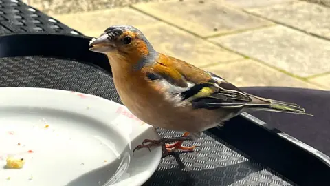 MARK GRIERSON A Chaffinch