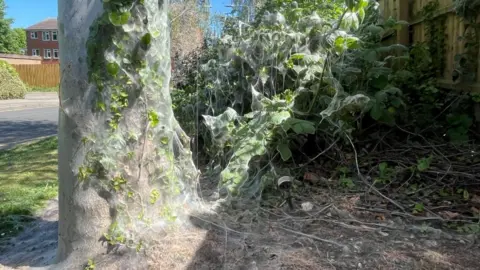 A view of the bottom of a tree covered in thick silk webs, with the nearby shrubbery also overtaken by the webs.