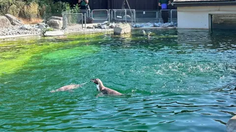 Another view of the pool, with two penguins in the wavey water.