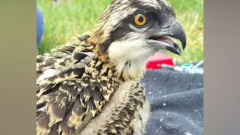 West Midlands Ringing Group A close-up of an osprey chick with its beak over.