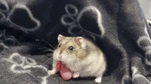 A grey hamster with a flap of pink skin drooping from his cheek