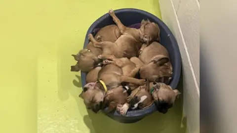 Cotswolds Dogs & Cats Home A litter of seven puppies in a basket