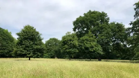 A field with tall grass and several large, green trees dotted around it