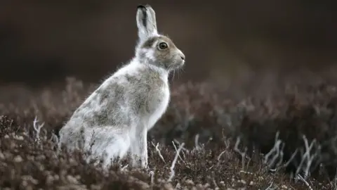 Getty Images Mountain hare