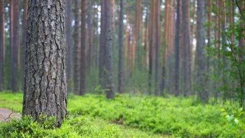 Getty Images Forest