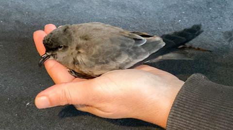 A storm petrel in a person's hand
