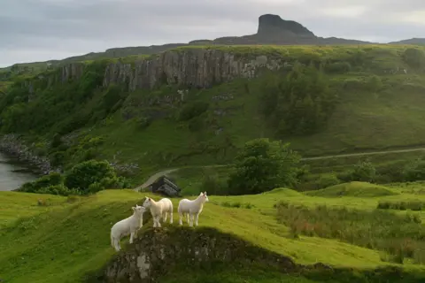 Getty Images Lambs on a rocky outcrop with cliffs and rocky hill in the background.