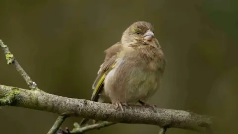Ben Andrew / RSPB Small grey brown bird with green wing feathers sitting on a branch with straggly and fluffy feathers around chest and face