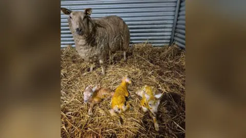 Eastfield Farm A sheep standing up on a haystack with three lamb triplets in a line in front of her. The lambs have just been born and are laying down with yellow on their bodies.