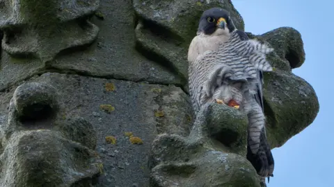 Chris Greenwood, Sheffield Bird Study Group A peregrine falcon perched on a church 