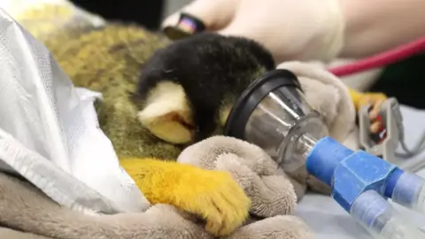 London Zoo Black-capped squirrel monkey Nuka, which has black fur on its head and bright yellow fur on its arms, wearing a tiny sedation mask during the treatment as a vet reaches over with a stethoscope in the background